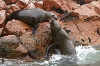 Voyage et Tourisme au Pérou – Phoques, îles Ballestas, Paracas, Pérou