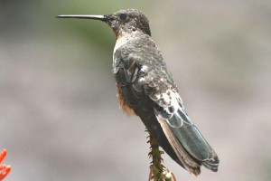 colibri-canyon-colca