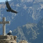 Canyon du Colca :  Les plus grands oiseaux dans le canyon le plus profond du monde