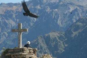 condor-canyon-colca