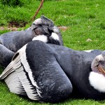 Le Condor : roi des ciels andins