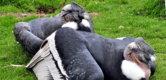 Le Condor : roi des ciels andins