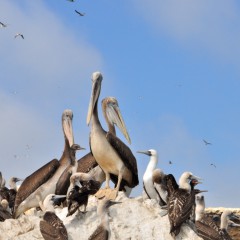 La réserve nationale de Paracas