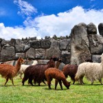 Les camélidés andins: lamas, alpaga, vigogne, guanaco