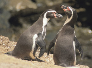 Voyage et Tourisme au Pérou – Manchots de Humboldt, îles Ballestas, Paracas, Pérou